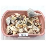 Small Tub of Sea Shells