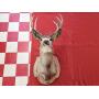 Mounted Buck Trophy with Horns