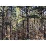 Online Only Real Estate Auction 40 Acres more or less, Vardaman, MS