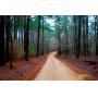 156± Acres Gore Springs, MS Online Real Estate Auction