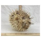 Taxidermy Puffer Fish, No Shipping, 5 1/2" T