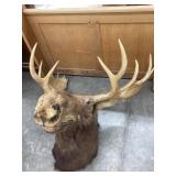 Vintage Moose Head w/ Horns Mount, Horns Measure
