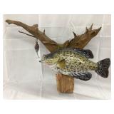 Crappie Fish Mount, Fish Approximately 13ï¿½L,