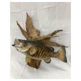 Large Mouth Fish Mount, NO SHIPPING, Fish