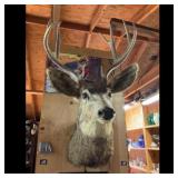 Mule Deer Buck Taxidermy Shoulder Mount