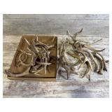 Variety Of Deer Antlers