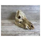 Wild Boar Skull