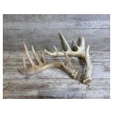 Deer Antlers