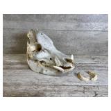 Wild Boar Skull