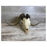 Corsican Ram Skull Mount
