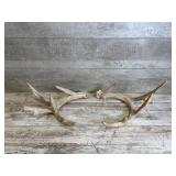 Deer Antlers
