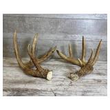 1 Set Of Deer Antlers