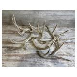 Deer Antlers
