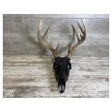 Deer Skull Mount