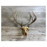 Deer Rack And Skull Mount
