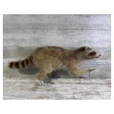 Taxidermy Raccoon Mount