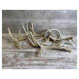Deer Antlers