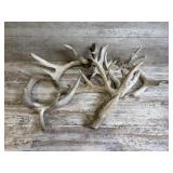 Deer Antlers