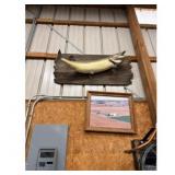 Taxidermy Muskie Fish Mount