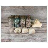 Collection of seashells