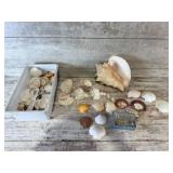 Various Sea Shells