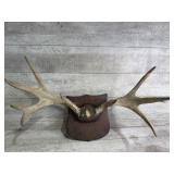 Mounted antlers