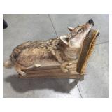 Coyote taxidermy