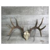 Antlers
