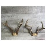(2) antlers