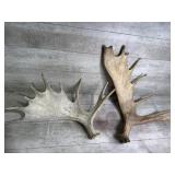 Large antlers