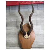 Kudu horns