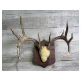 Mounted antlers