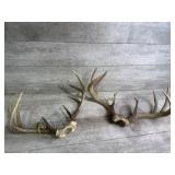 (2) Antlers