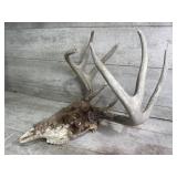 Deer skull and antlers
