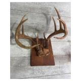 Deer antlers