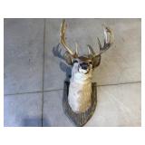 Deer Mount