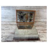 Mirror, Framed Insect Display