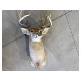 Whitetail buck