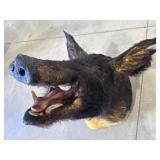 Wild Boar Shoulder Mount