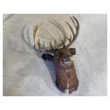 Buck taxidermy
