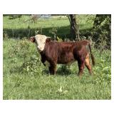 Miniature Hereford Bull