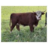 Miniature Hereford / Dexter Cow