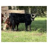 Steer named Oreo