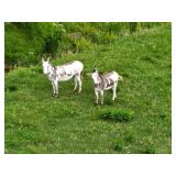 Pair of Miniature Bethlehem Donkeys - Daisy & Duke
