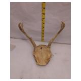 Deer Antler Mount