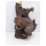Taxidermied Squirrel Mount