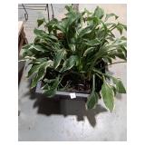 Variegated Hosta Plant in Planter Box