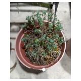 Potted Plant in Large Pink Plastic Pot