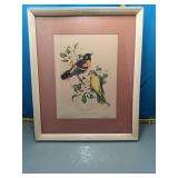 Baltimore Oriole & Tree Azalea Framed Print