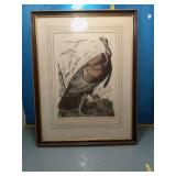 Audubon Wild Turkey Print, Framed